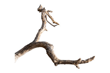 Fototapeta premium Dry branches isolated on a transparent background.