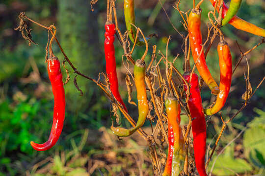 Peperoncino