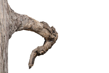 Fototapeta premium Dry branches isolated on a transparent background.