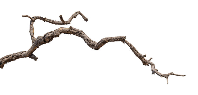 Dry branches isolated on a transparent background.