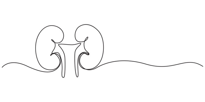 One continuous line drawing of the human kidney organ, Human kidney one line art drawing for medical concept, One continuous line drawing of the human kidney organ.pro