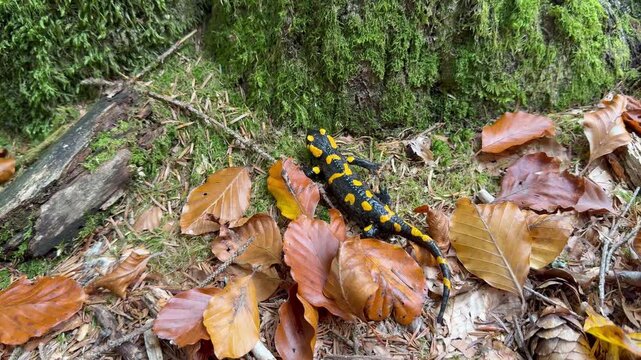 Fire salamander (Salamandra salamandra) walking on moss and autumn leaves in a European forest