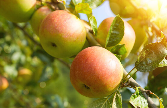 Beautiful, ripe apples seductively hang on the branch of an apple tree. Apple harvest.