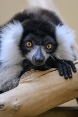 Fototapeta premium Portrait of a black-and-white ruffed lemur's head.