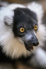 Fototapeta premium Portrait of a black-and-white ruffed lemur's head.