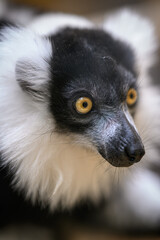 Fototapeta premium Portrait of a black-and-white ruffed lemur's head.