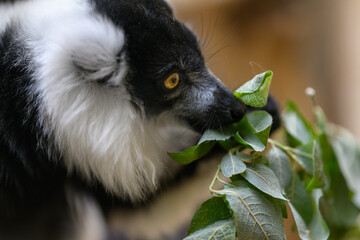 Fototapeta premium Close-up of a black-and-white ruffed lemur's head eating leaves. 