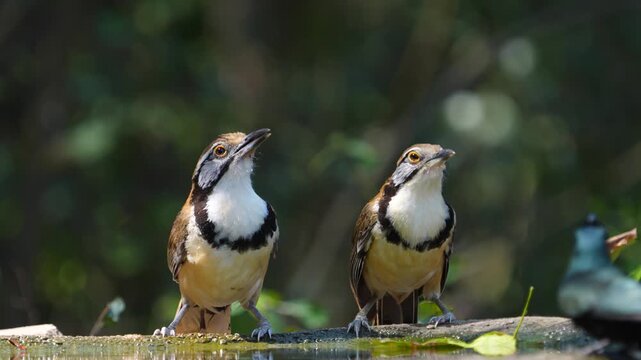 Greater Necklaced Laughingthrush (Garrulax pectoralis) bird drink from ponds during the dry season.  Birdwatching in natural habitats in the forest Thailand. 