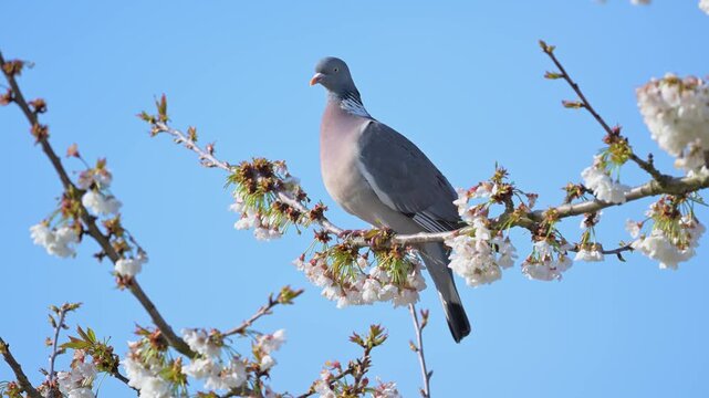 Wood pigeon grooming itself, preening its plumage, perched on a branch of a flowering cherry tree shaken by a light wind. Columba palumbus, Prunus avium, r&eacute;gion Centre, France, European Union, Europe
