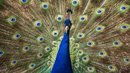 Obraz premium Vibrant peacock feather pattern background with symmetrical eye design