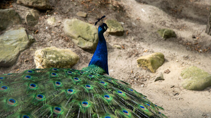Obraz premium Peacock tail feathers from behind in zoo enclosure