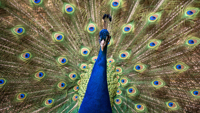 Vibrant peacock feather pattern background with symmetrical eye design