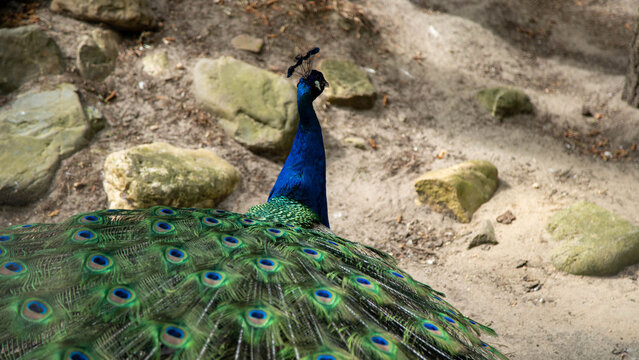 Peacock tail feathers from behind in zoo enclosure