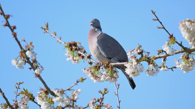 Wood pigeon looking around, perched on a branch of a flowering cherry tree shaken by a light wind. Columba palumbus, Prunus avium, r&eacute;gion Centre, France, European Union, Europe