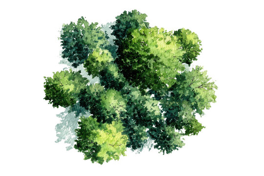 Watercolor top view of lush green trees with light and shadow overhead aerial, Isolated On Transparent Background, Png Cut Out