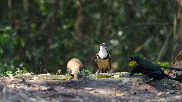 Greater Necklaced Laughingthrush (Garrulax pectoralis) bird drink from ponds during the dry season.  Birdwatching in natural habitats in the forest Thailand. 