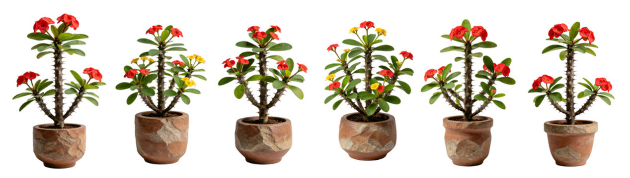 Euphorbia Milii Crown of Thorns Flowering Plant Transparent Background (Set 2)