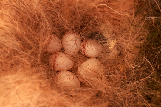 Tit eggs in our birdhouse