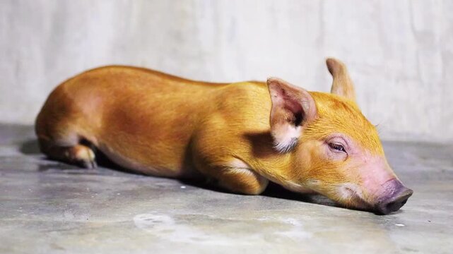 sleeping Brown piglet on the floor