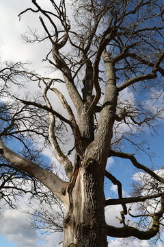 An old oak tree against the sky