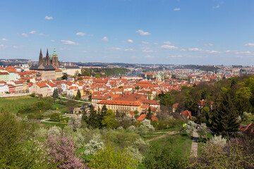 Fototapeta premium Spring Prague City with gothic Castle and the green Nature and flowering Trees, Czech Republic 