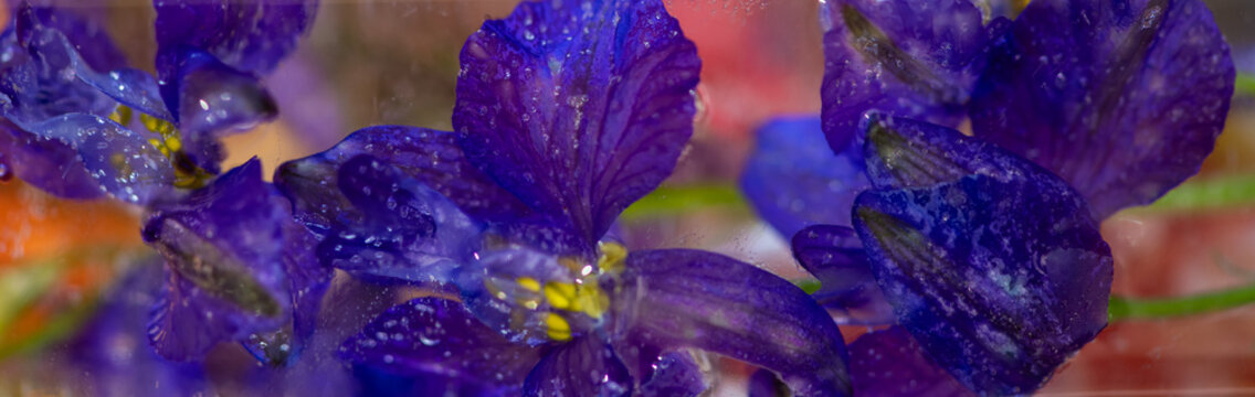 seamless abstract background with blue, velvet and purple iris flowers