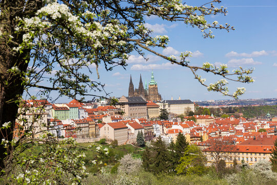 Spring Prague City with gothic Castle and the green Nature and flowering Trees, Czech Republic 