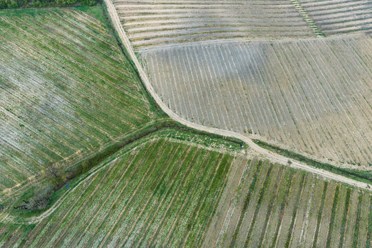 Aerial view of geometric agricultural fields and vineyards with a winding dirt road and green vegetation Castelfranco Piandisco, Tuscany, Italy.