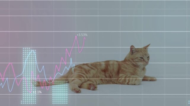 Orange tabby cat watching graphs starting lower-left, tail flicking, head turning to track trends