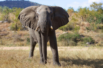 Fototapeta premium Afrikanischer Elefant / African elephant / Loxodonta africana