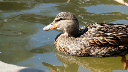 Fototapeta premium Duck glides gracefully on calm water in a sunny park setting
