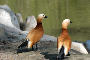 Fototapeta premium Elegant ducks exploring the serene waterside in bright daylight