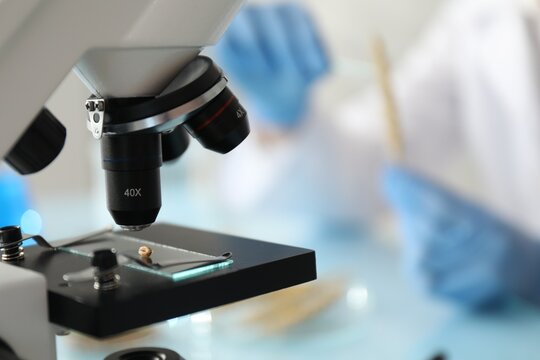 Laboratory testing. Scientist working with wheat spike at table indoors, focus on microscope and grain