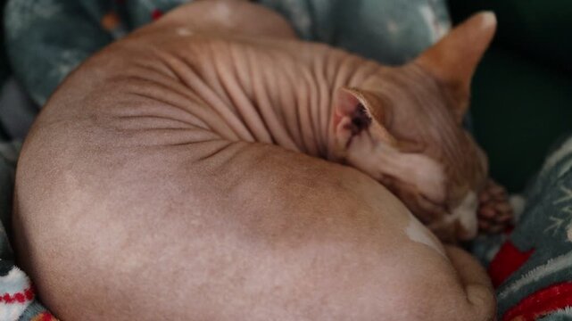 A close-up photo of a hairless cat curled up on a blanket, highlighting its unique appearance