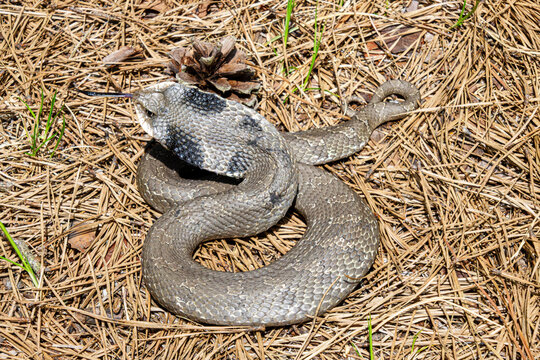 tan colored eastern hognose snake Heterodon platirhinos coiled next to pine cone with cobra hood and tongue testing air sunlit on dry pine needled ground