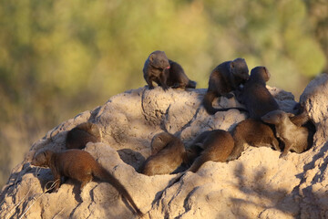 Obraz premium Südliche Zwergmanguste auf Termitenhügel / Dwarf mongoose at Termit's nest / Helogale parvula