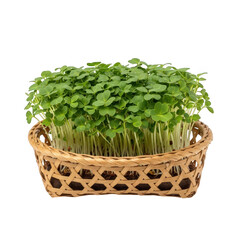 Fototapeta premium Fresh green wheatgrass sprouting in a decorative wooden tray