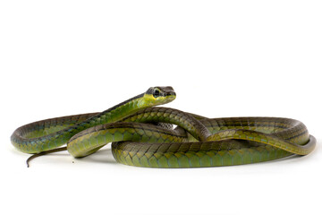 Obraz premium Painted Bronzeback snake on a white background