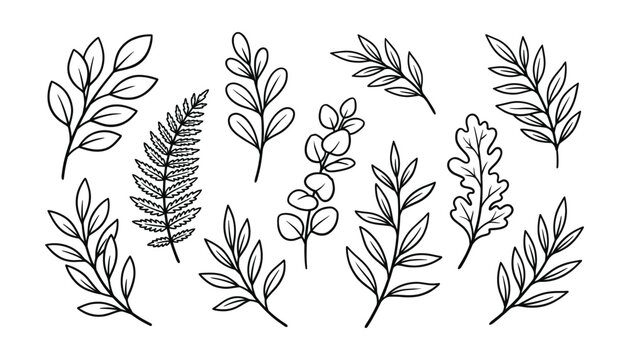 Elegant line art botanical branches and leaves on transparent background vector graphic.
