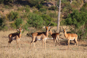 Naklejka premium Schwarzfersenantilope / Impala / Aepyceros melampus