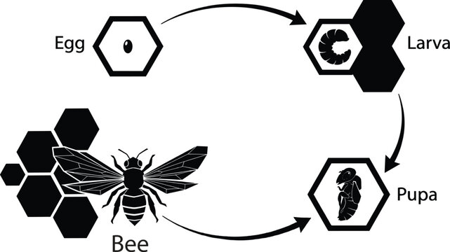Life cycle of a bee, stages of development from egg to