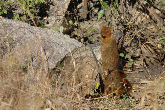 Schlankmanguste / Common slender mongoose / Galerella sanguinea vel Herpestes sanguineus