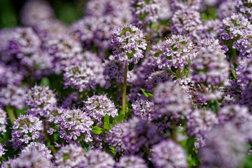 Fleurs de sarriette © Pascal Cointe