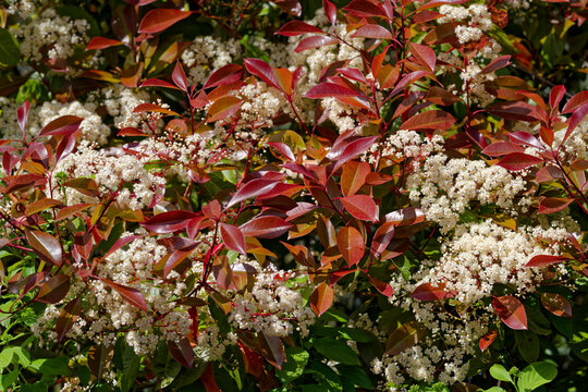 Floraison du photinia