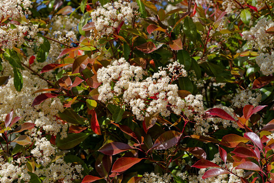 Floraison du photinia