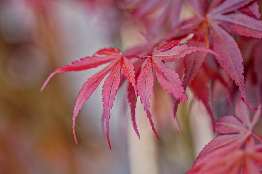Feuilles d'&eacute;rable japonais