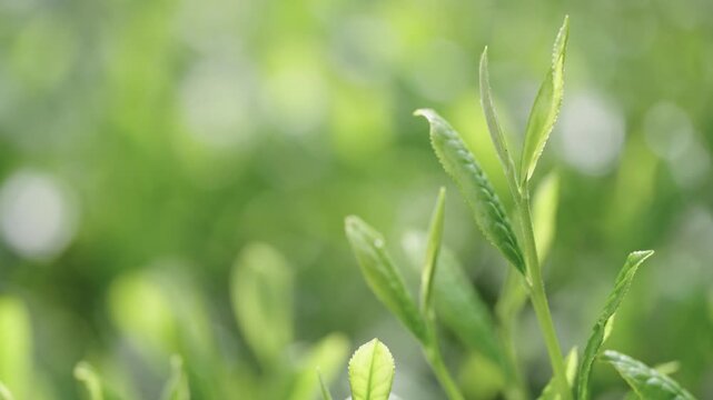 茶畑