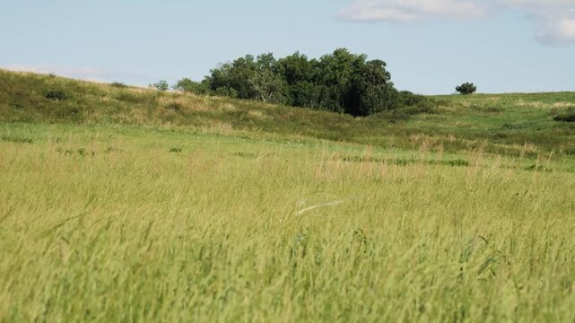 The foothills of the Southern Urals in early summer: the wind stirs the grass in the steppe.