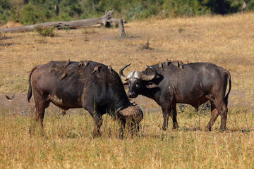 Obraz premium Kaffernbüffel und Rotschnabel-Madenhacker / African buffalo and Red-billed oxpecker / Syncerus caffer et Buphagus erythrorhynchus