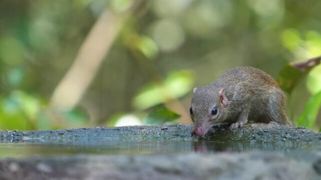 Treeshrews (Tupaiidae) It eats both plants and small animals such as insects or worms .drink from ponds during the dry season in natural habitats in the forest Thailand. 